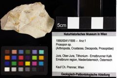 Foto (Objket + Etiketten) von Longodromites sp. 